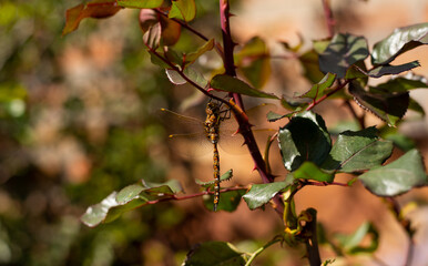 Lib&eacute;lula descansando en una rama. Conecpeto de Insectos, animales y naturaleza.