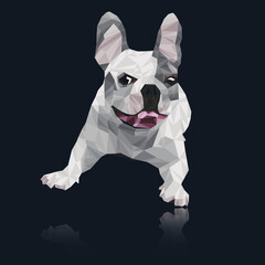 Polygonal style illustration. French bulldog on a dark background.