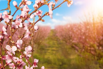Blooming spring almond tree flowers