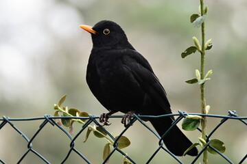 Männliche Amsel auf Maschendrahtzaun in einem Vorgarten