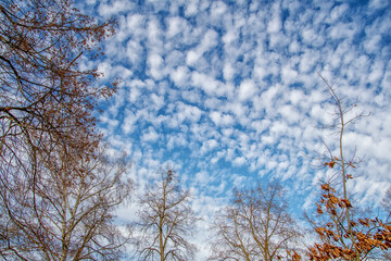 Fototapeta na wymiar beautiful clouds against the blue sky, an autumn view in a bavarian park , High white cirrus clouds with cirro-stratus in a light blue sky, sometimes called stool tails, indicate fine weather, 
