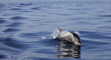 Bottlenose Dolphin's refection, bottlenose dolphin