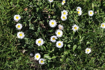 top view at a group of little daisies in a green grassland at a sunny day in springtime