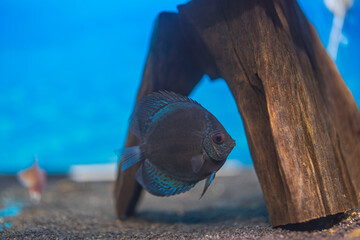 Close up view of blue snakeskin discus fish cichlid swimming in aquarium. Sweden.