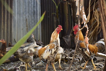 own domestic chicken