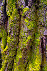Close-up of the bark of an old tree, a background of bark, a tree.