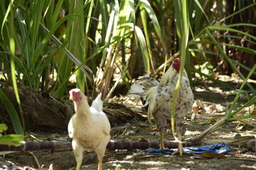 own domestic chicken