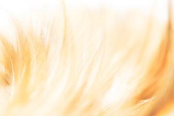 yellow macro feather texture,Bright yellow feathers in a full frame image as background for easter...