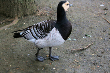 A close up of a Barnacle Goose