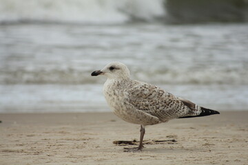 Seagull on the shore of the Baltic Sea
