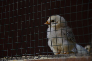 own domestic chicken