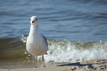White seagull on the beach of the shore of the Baltic sea