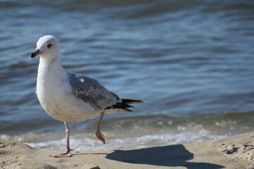 Seagull at the seashore
