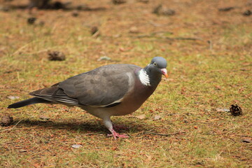The wild pigeon looks for food in the forest litter