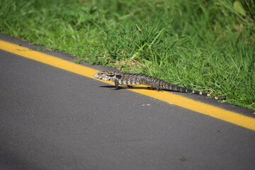 salvator merianae lizard coming out the forest