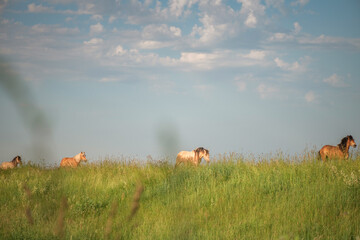 A herd of thoroughbred rural horses runs across the field on a clear summer day.
