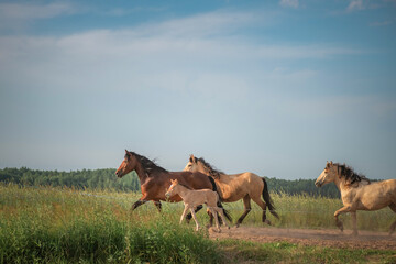 A herd of thoroughbred rural horses runs across the field on a clear summer day.
