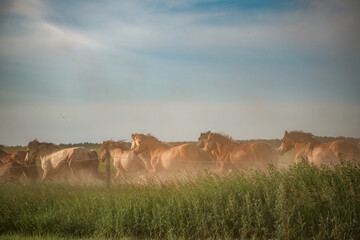 A herd of thoroughbred rural horses runs across the field on a clear summer day.
