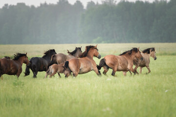 A herd of thoroughbred rural horses runs across the field on a clear summer day.  © shymar27