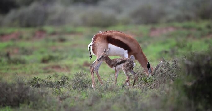 Birth of a baby springbok in the savannah