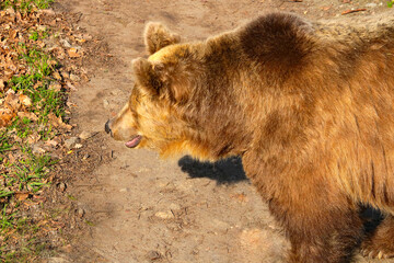 Close-up of a brown bear in the wild, in the forest.