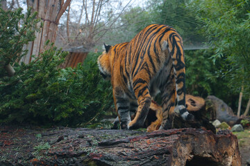 A beautiful young tiger stands on a tree. Wildlife.