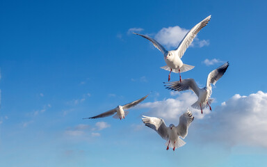 Seagulls in the sky. Birds of the Black Sea, Odessa.