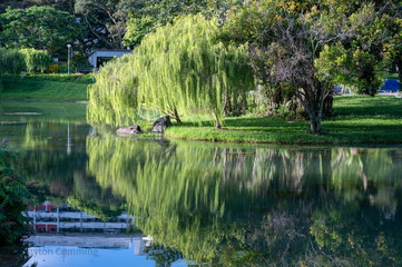 Clear reflection of a willow tree in Bishan Ang Mo Kio Park, Singapore
