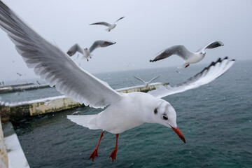 Fototapeta na wymiar Seagulls. Birds of the Black Sea, Odessa.