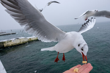 Seagulls. Birds of the Black Sea, Odessa.