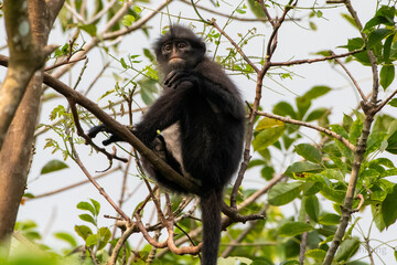 Closeup shot of a yellow-tailed woolly monkey in the wild with a background of tree leaves