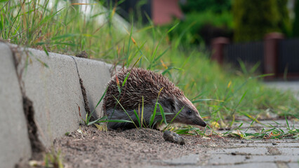 Closeup shot of an amur hedgehog sitting on the sand - obrazy, fototapety, plakaty