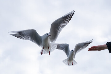 Seagulls in the sky. Birds of the Black Sea, Odessa.
