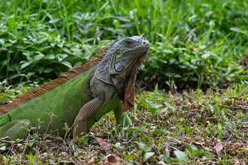 Ordinary green iguana on the grass with a blurry background of greenery