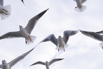 Seagulls in the sky. Birds of the Black Sea, Odessa.