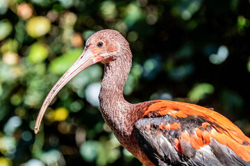 Closeup shot of an ibis bird - obrazy, fototapety, plakaty