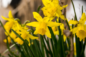 Closeup shot of a bush of yellow daffodils