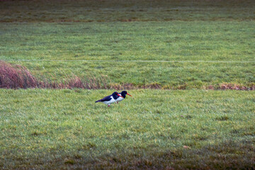 Oystercatcher walking on the green grass
