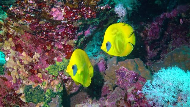 Fish of the Red Sea, Masced butterflyfish (Chaetodon semilarvatus) on a coral reef