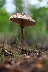 beautiful porcini mushroom fly agaric grows in the forest in the grass