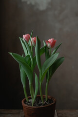 Pink tulips in a clay pot on a dark background