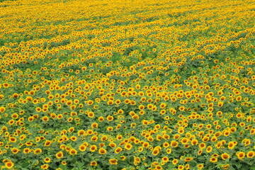 Beautiful yellow sunflowers bloomed in field on summer day. Sunflower background, agriculture, honey plant, oil production. Food shortage in world