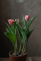 Pink tulips in a clay pot on a dark background