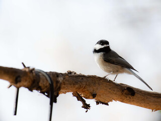 Cute chickadee bird on a tree branch in the blurred background