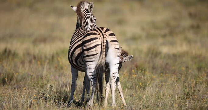 A zebra is resting in the savannah