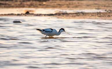Water bird pied avocet, Recurvirostra avosetta, feeding in the lake. The pied avocet is a large...