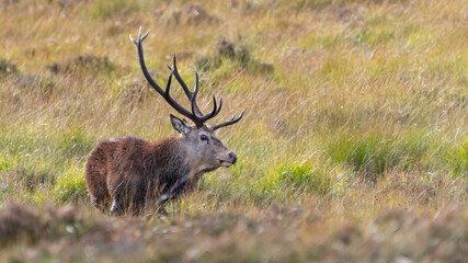Naklejka na ściany i meble Red deer stag (Cervus elaphus) portrait, Cairngorms National Park, Scotland