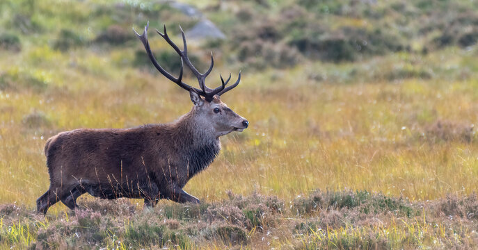 Red deer stag (Cervus elaphus) closeup portrait, Scotland, UK.