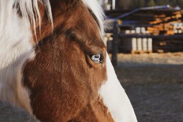 Beautiful horses on the farm. Horse portrait.