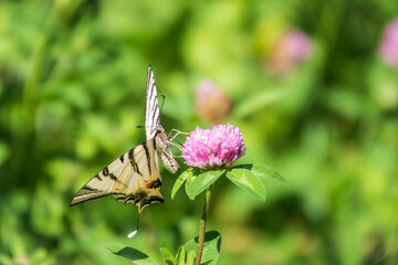 Beautiful Butterfly Scarce Swallowtail, Sail Swallowtail, Pear-tree Swallowtail, Podalirius. Latin name Iphiclides podaliriu. Butterfly collects nectar on flower.